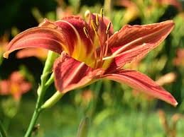 Canna Lily
